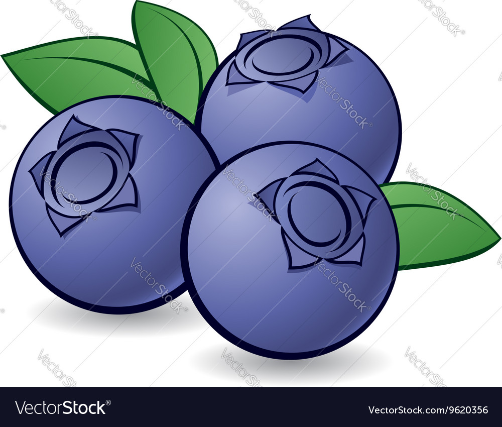 Blueberries 01 Royalty Free Vector Image - VectorStock