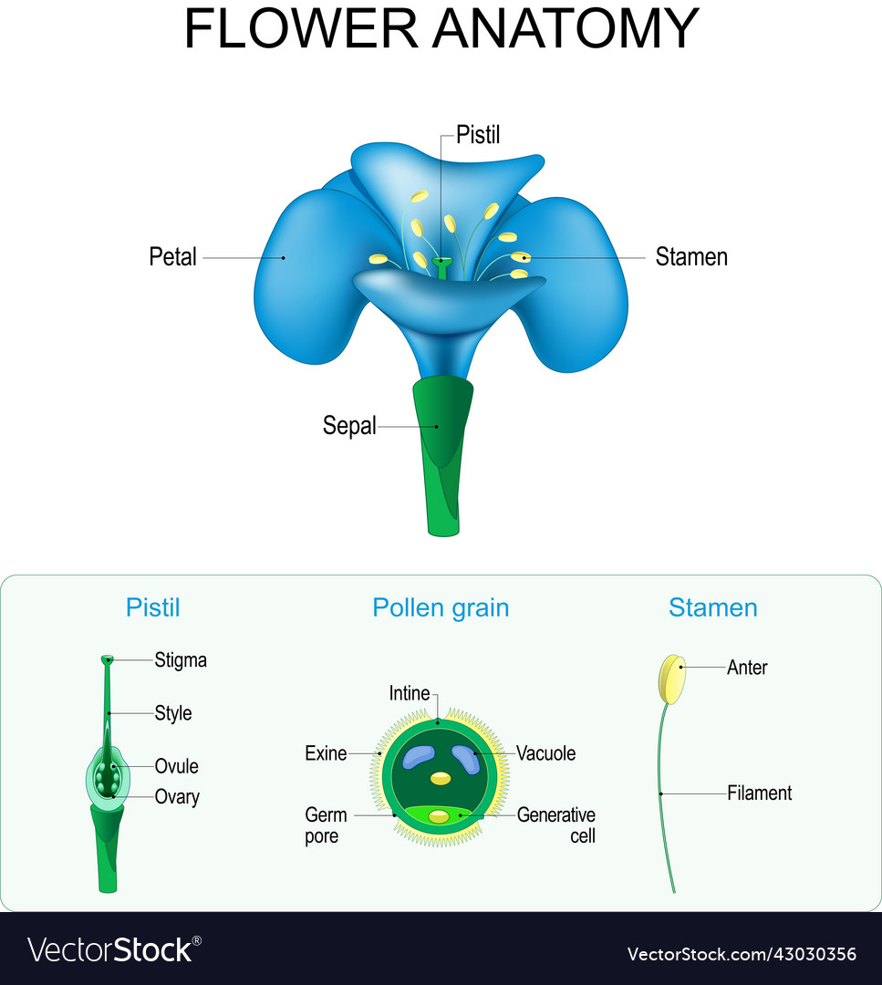 Flower anatomy structure of pistil stamen Vector Image