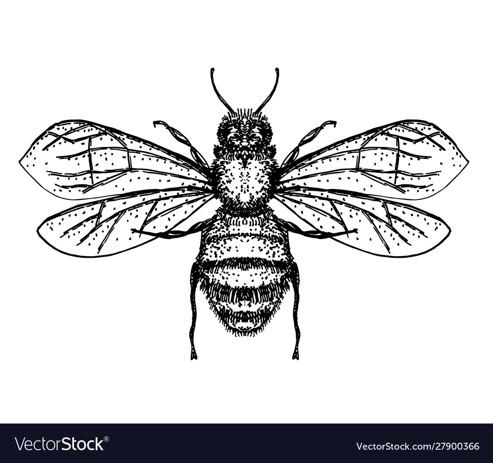 Hand drawn honey bee isolated on white Royalty Free Vector