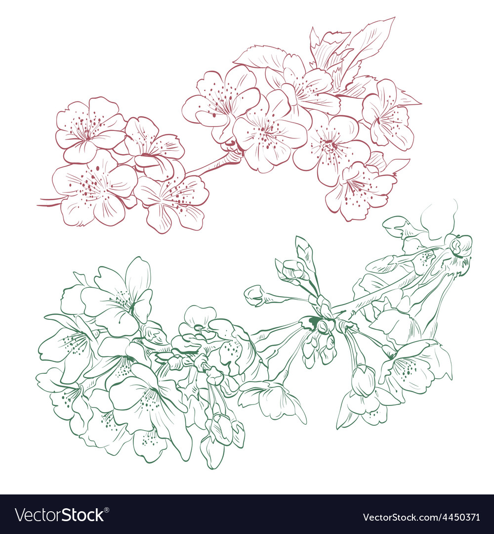 Flowers isolated Royalty Free Vector Image - VectorStock