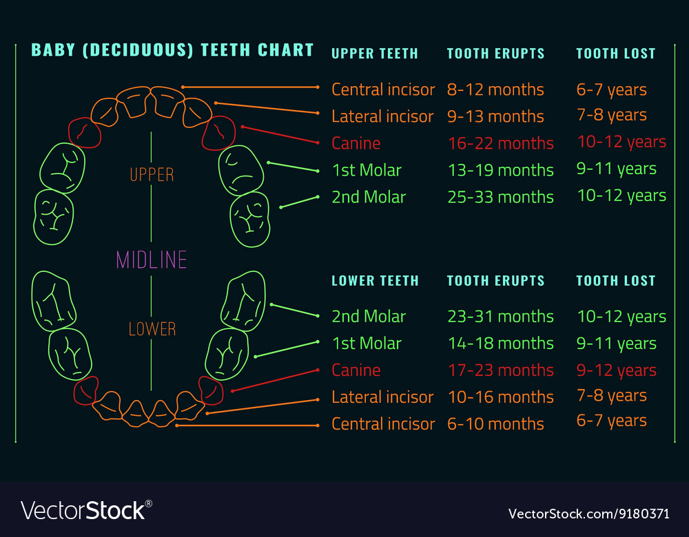 Baby Teeth Chart Vector Images (57)