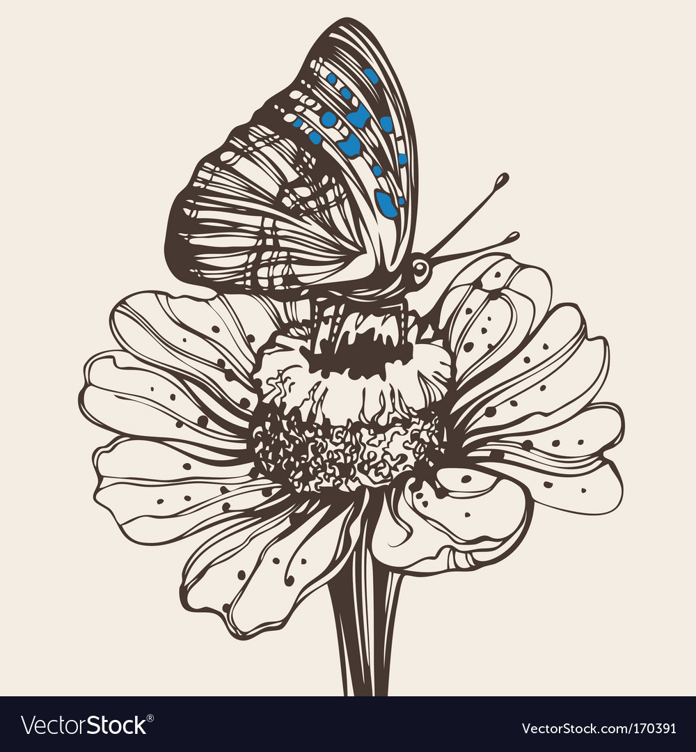 Butterfly on a flower drawing Royalty Free Vector Image