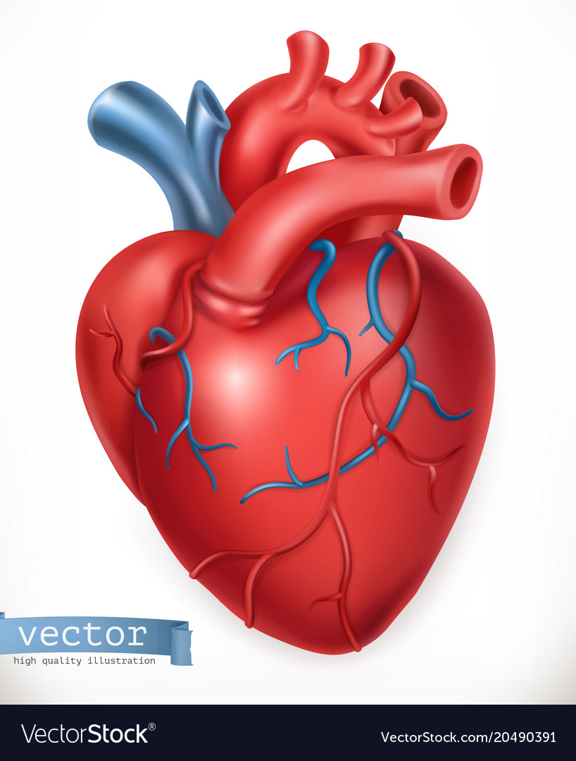 Medical health care human organs virtual body hi Vector Image