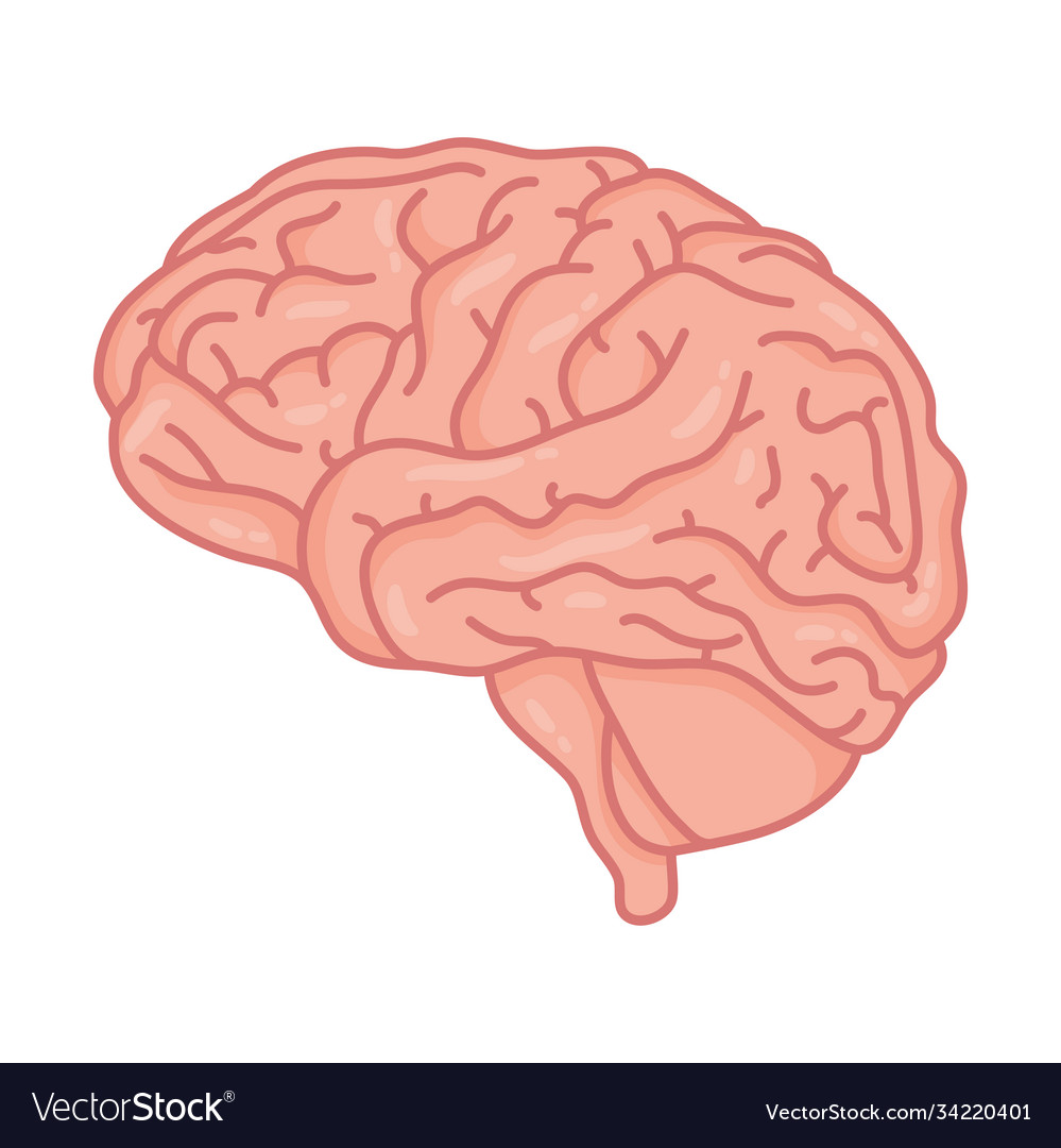 Brain Human Mental Health Care Icon Royalty Free Vector