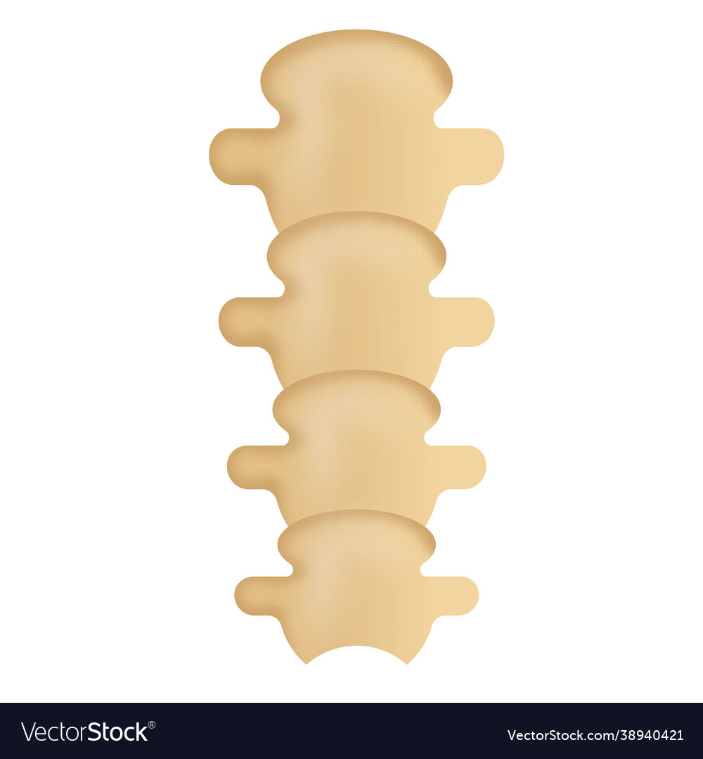 Backbone Royalty Free Vector Image - VectorStock