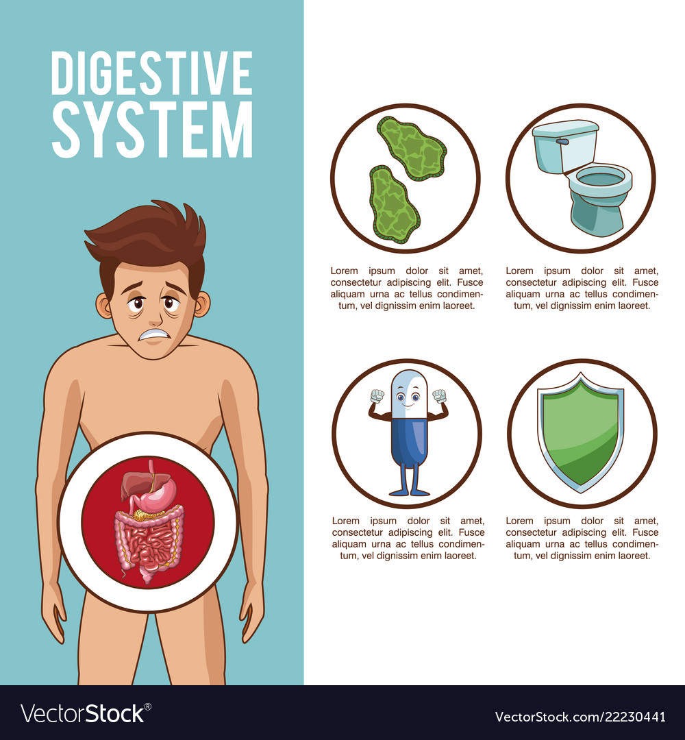 Digestive system infographic Royalty Free Vector Image