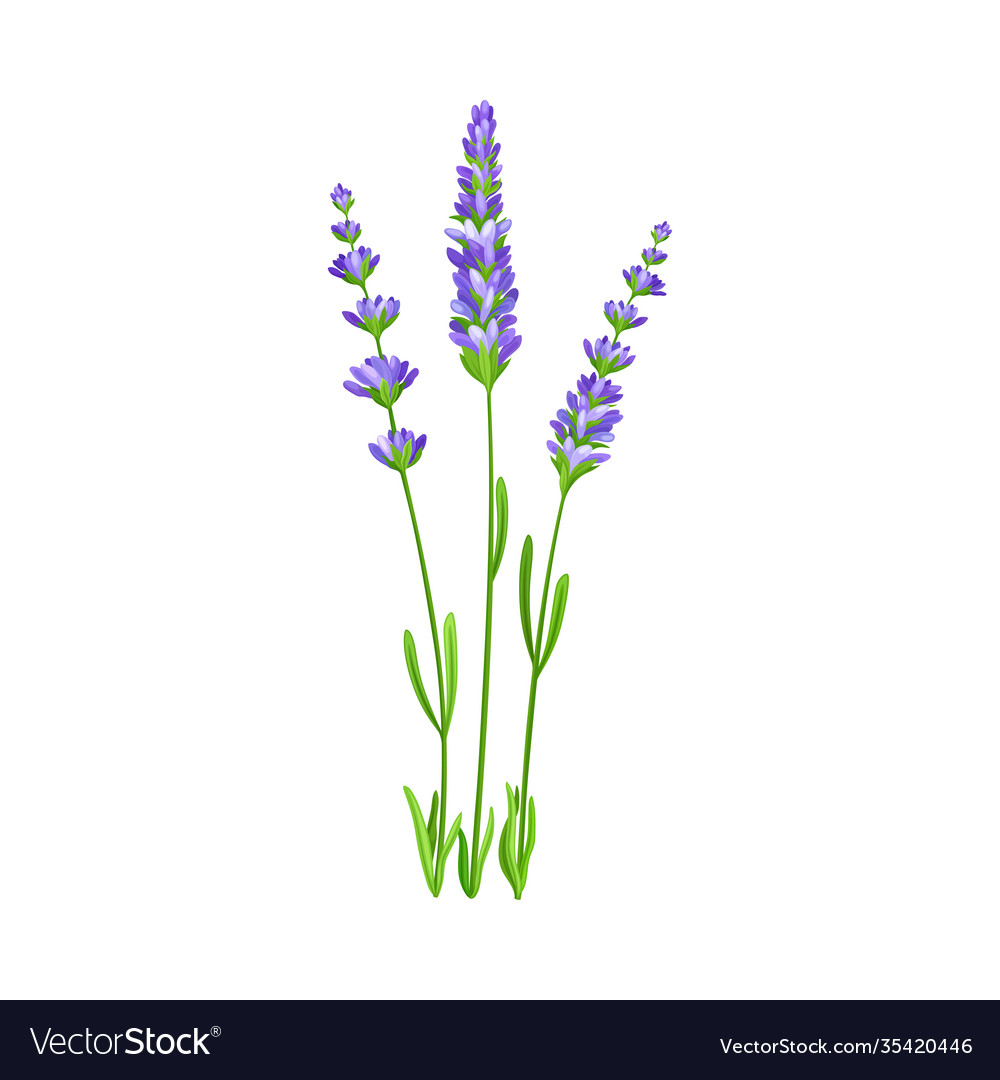 Lavender with small florets as wildflower specie Vector Image