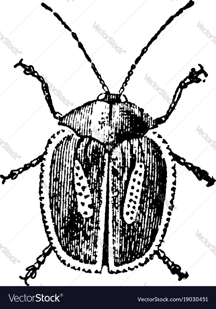 Longhorned tortoise beetle vintage Royalty Free Vector Image