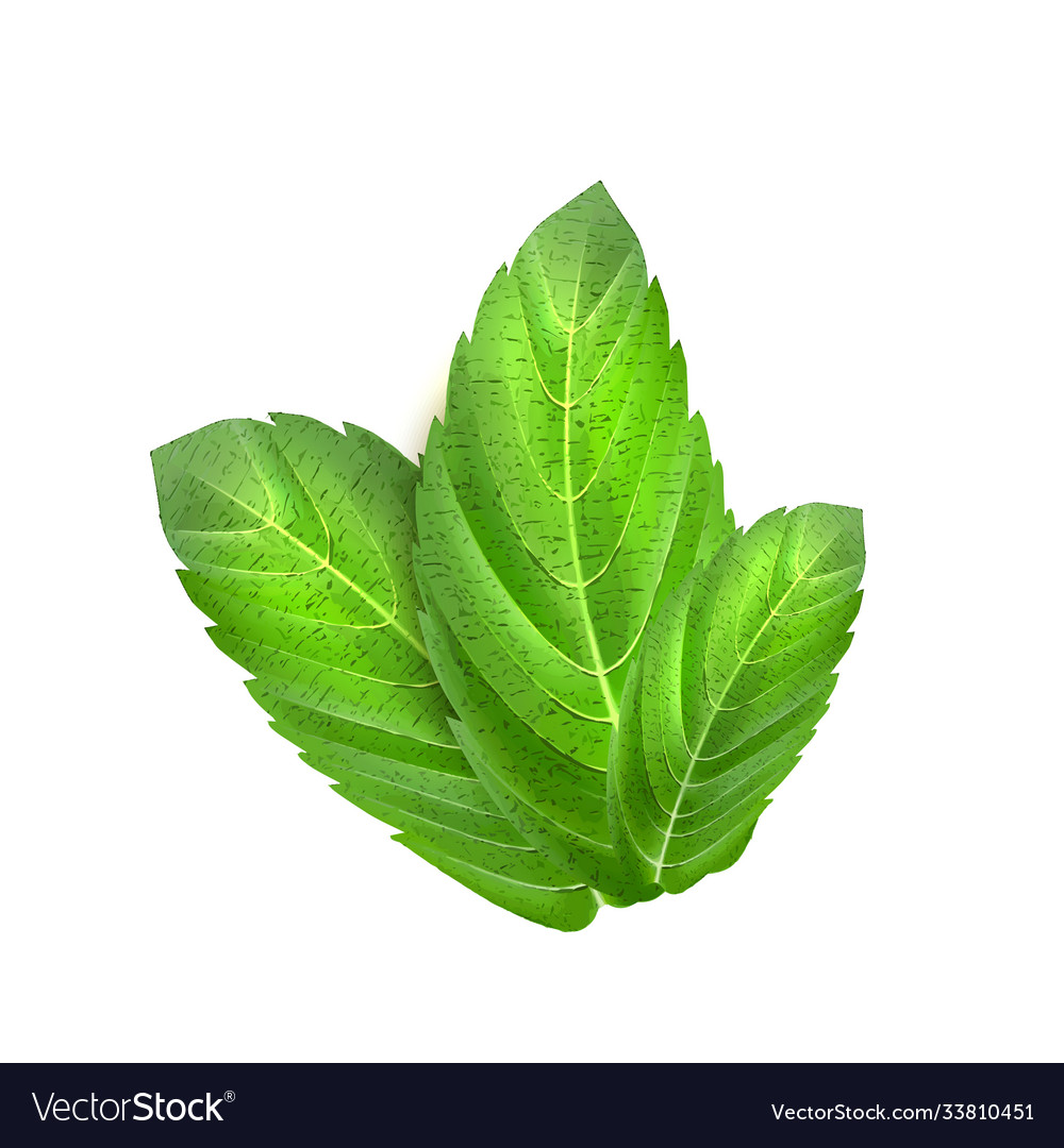 Realistic mint leaves menthol 3d herb green Vector Image