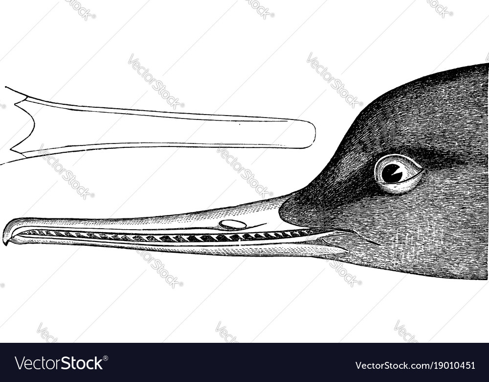 Red breasted merganser vintage Royalty Free Vector Image