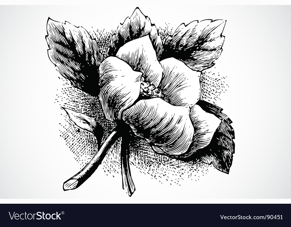 Woodcut flower Royalty Free Vector Image - VectorStock