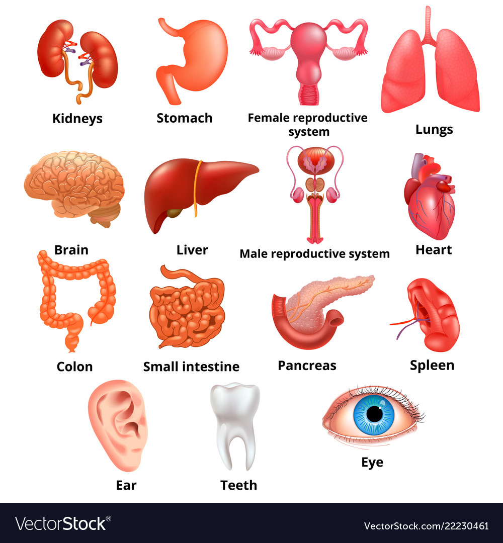 Internal organs icon set Royalty Free Vector Image