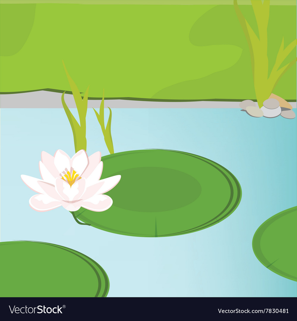 Water lily Royalty Free Vector Image - VectorStock