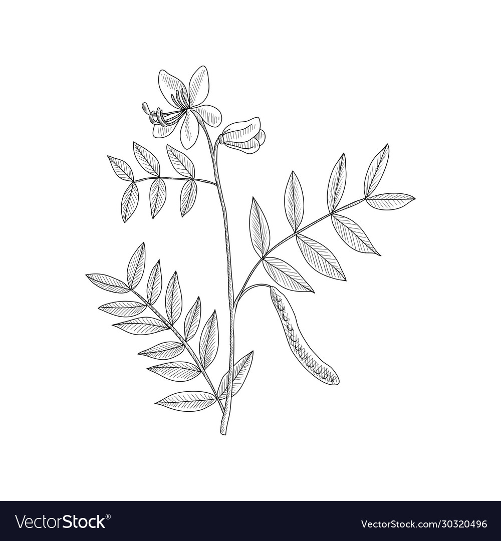 Drawing coffee senna Royalty Free Vector Image