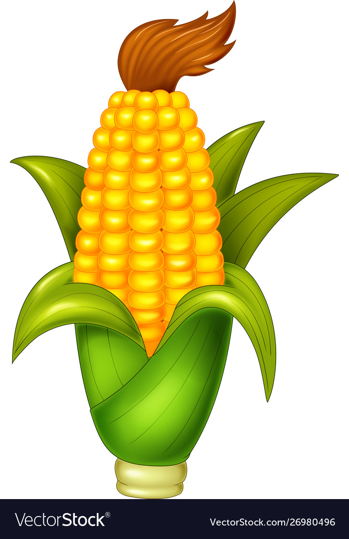 Funny yellow corn with green leaf cartoon Vector Image