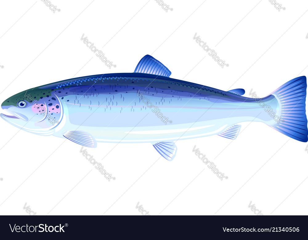 blue salmon fish