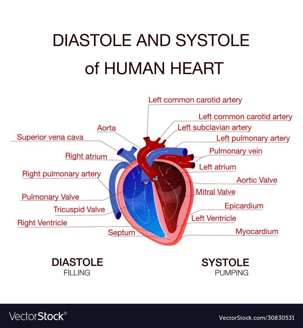 What deals is diastole