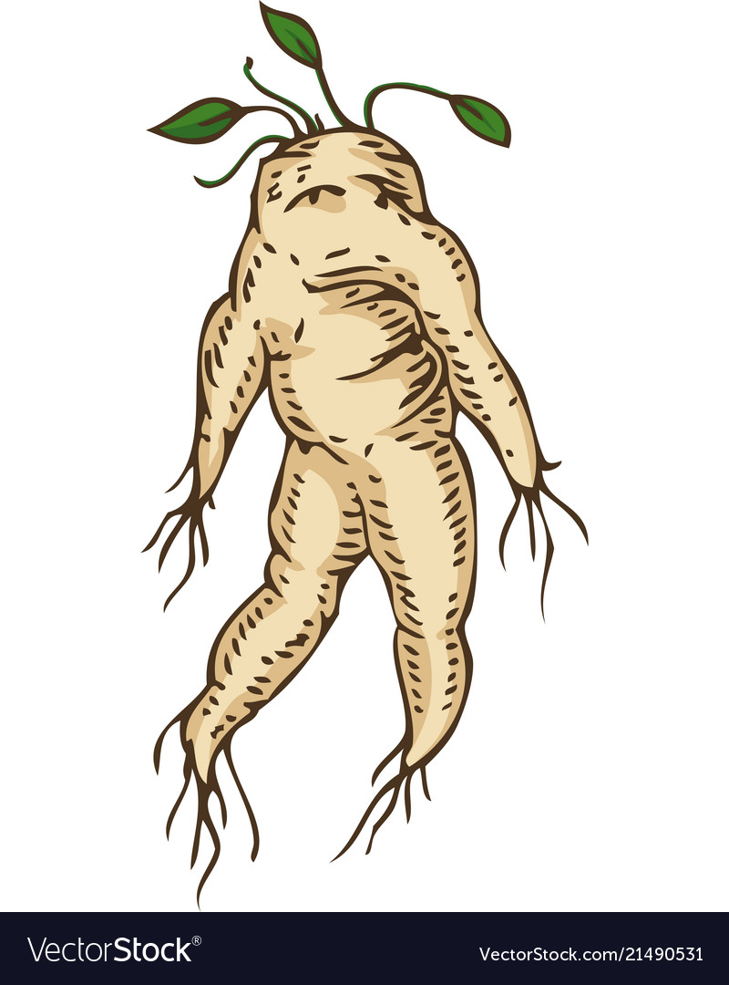 Mandrake Root Stock Illustrations – 250 Mandrake Root Stock Illustrations,  Vectors & Clipart - Dreamstime, desenhar mandrake 