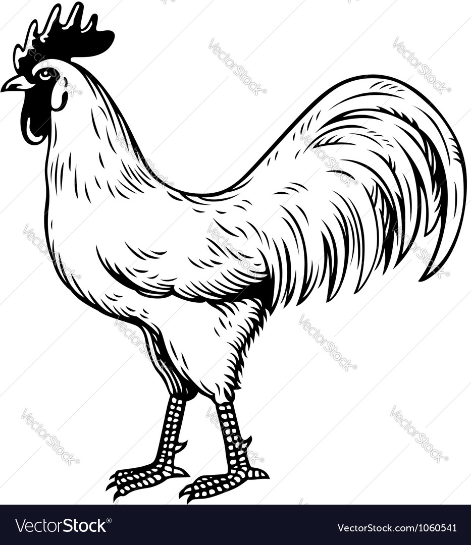 A Cock