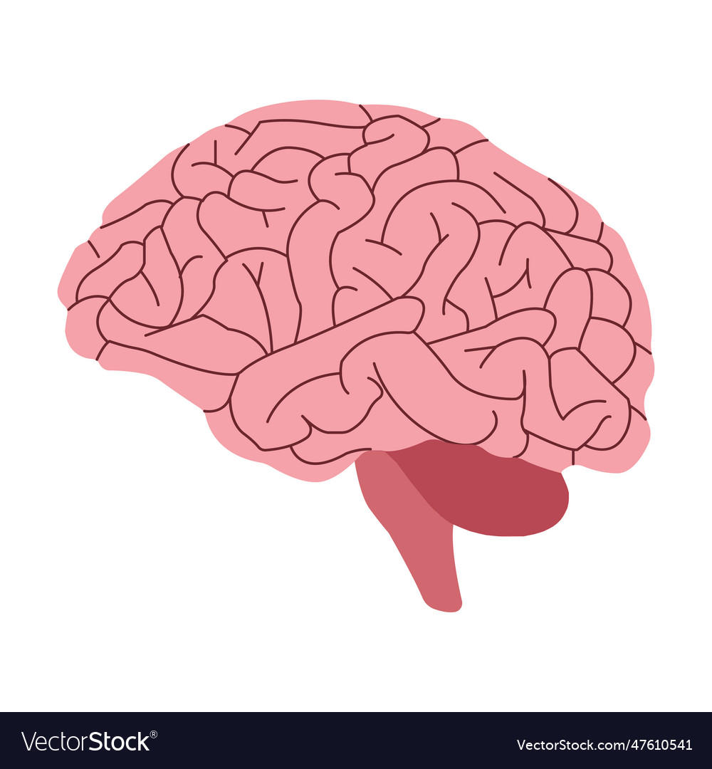 Human brain Royalty Free Vector Image - VectorStock