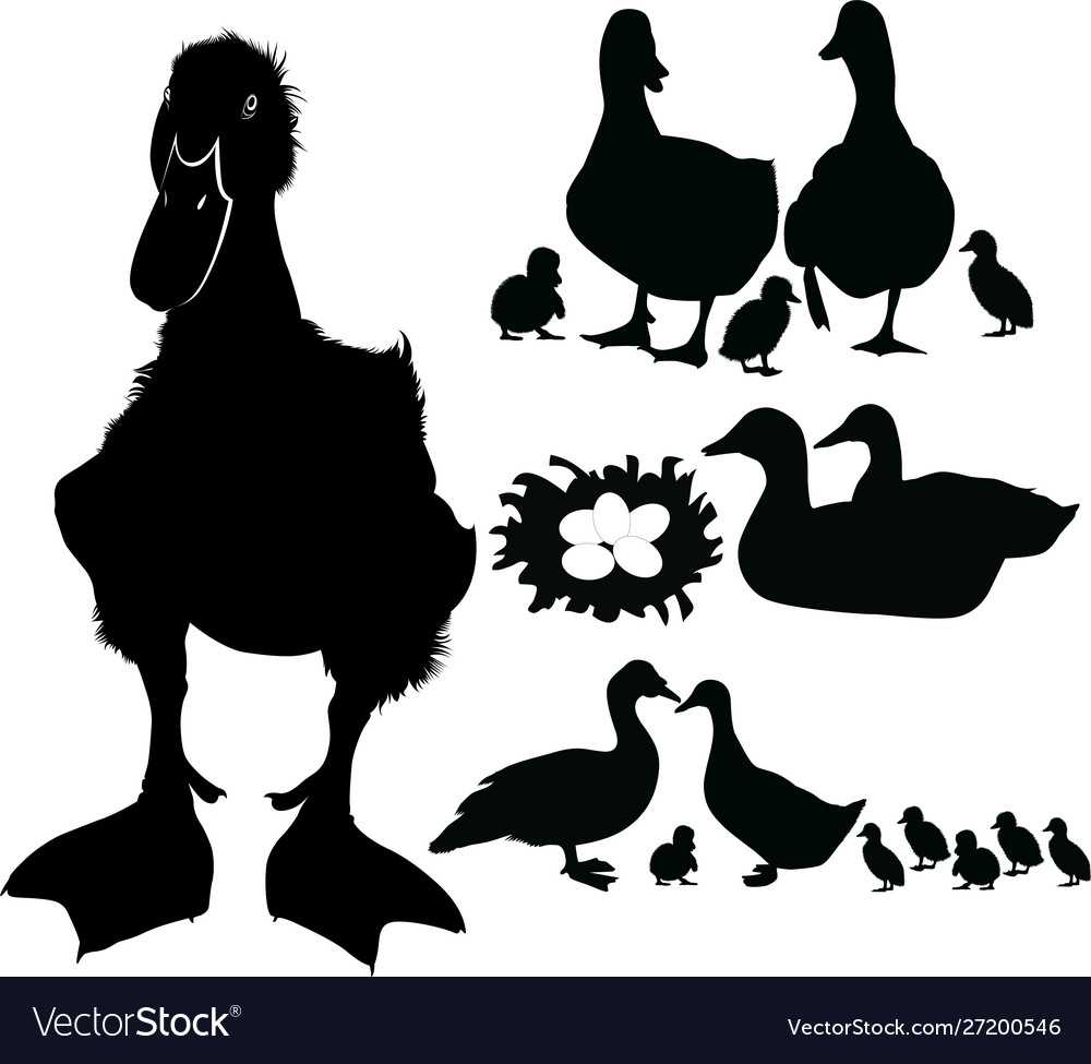 Duck bird collection vector image Duck bird collection