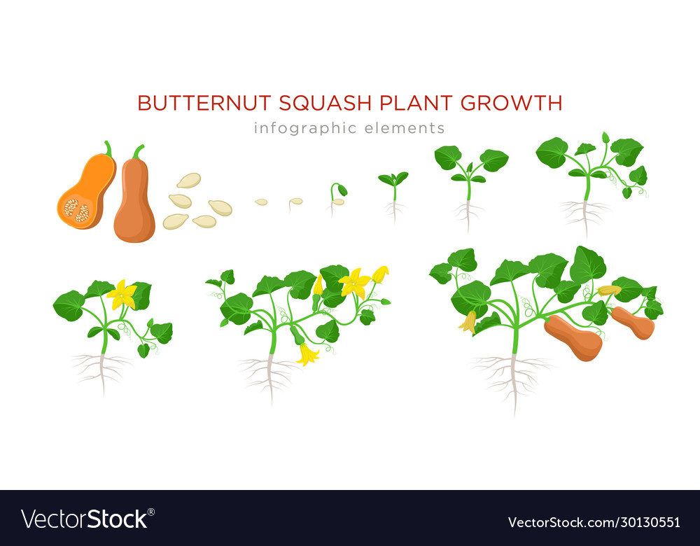 Butternut Squash Garden
