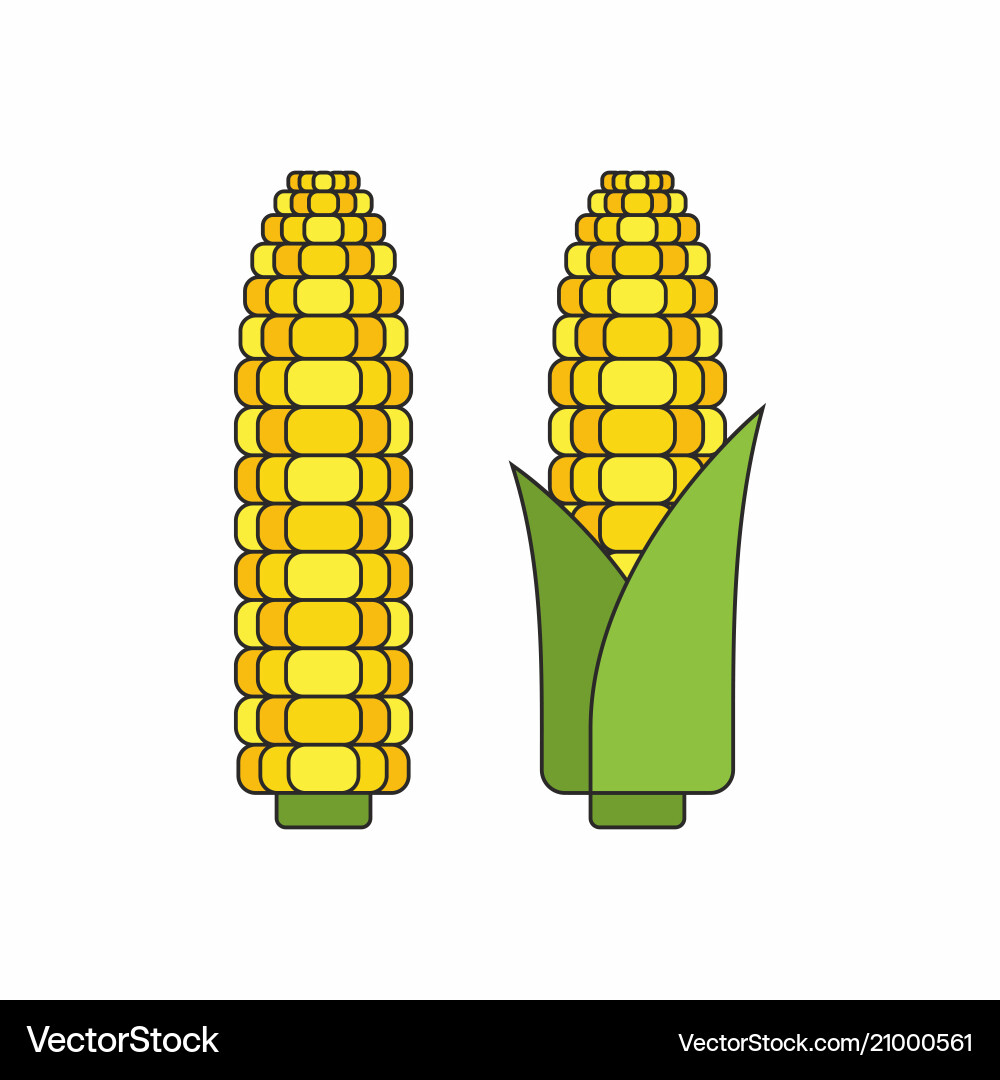 Corn cobs Royalty Free Vector Image - VectorStock