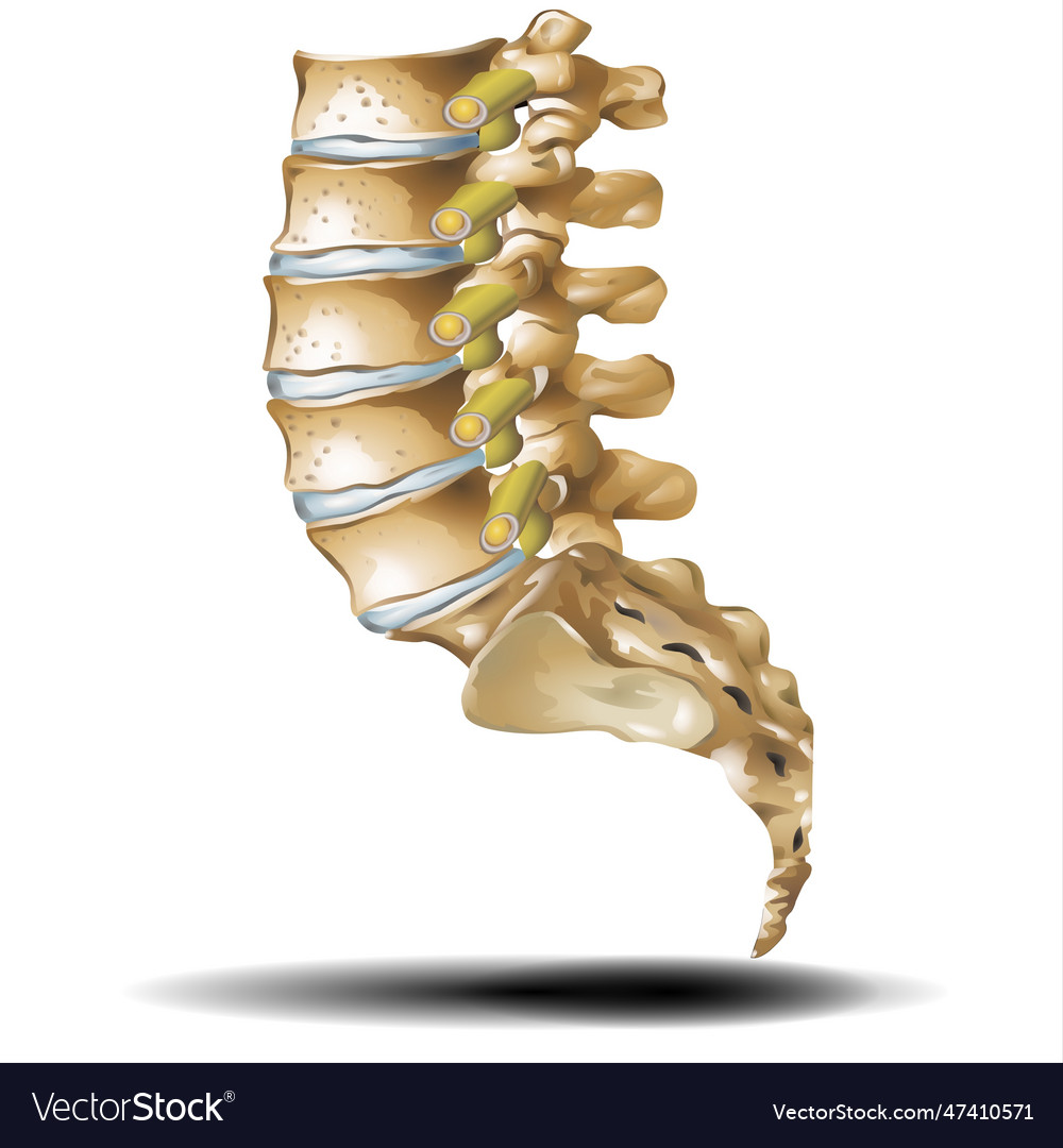 Lower spine on white background Royalty Free Vector Image