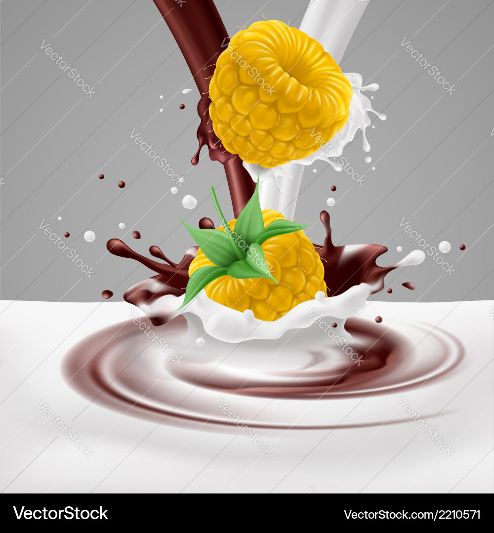 Yellow raspberries with milk and chocolate Vector Image