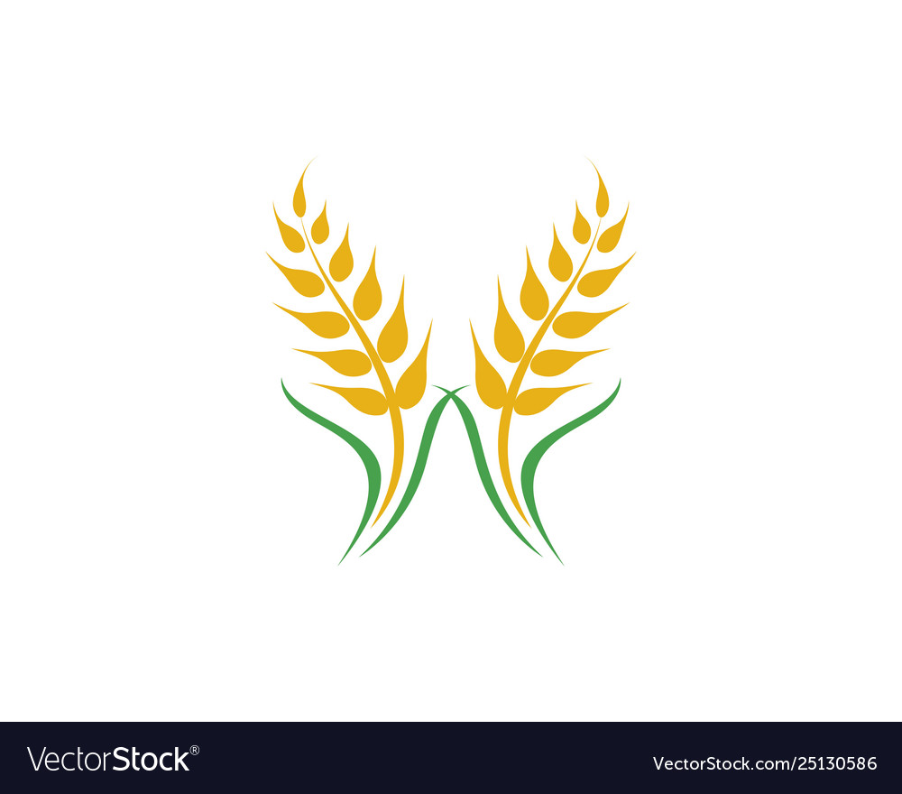Agriculture wheat Royalty Free Vector Image - VectorStock Agriculture wheat vector image on VectorStock