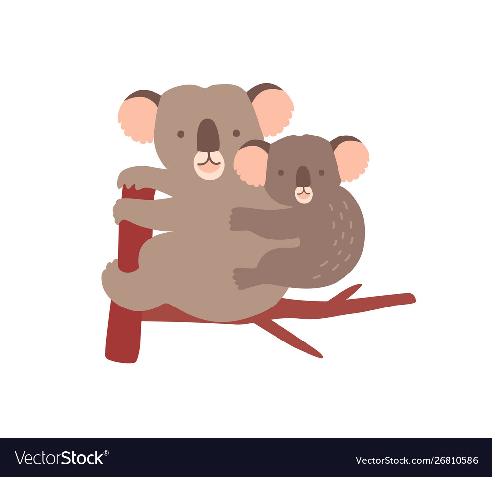 Koala with baon tree branch isolated on white Vector Image