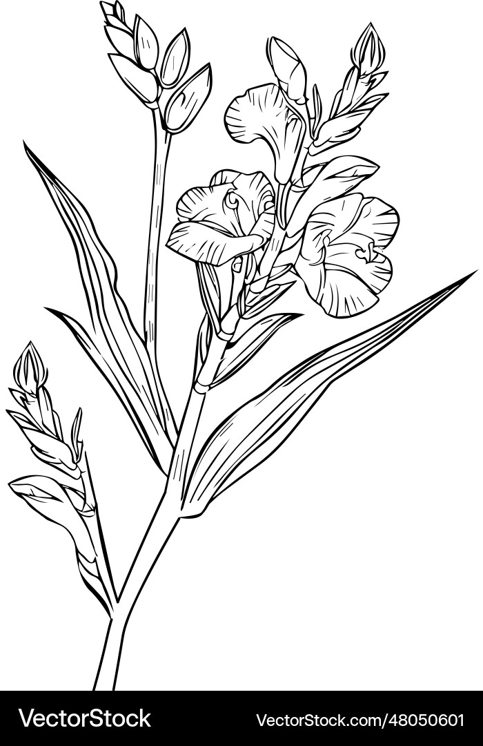 Gladiolus august birth flower drawing branch art Vector Image