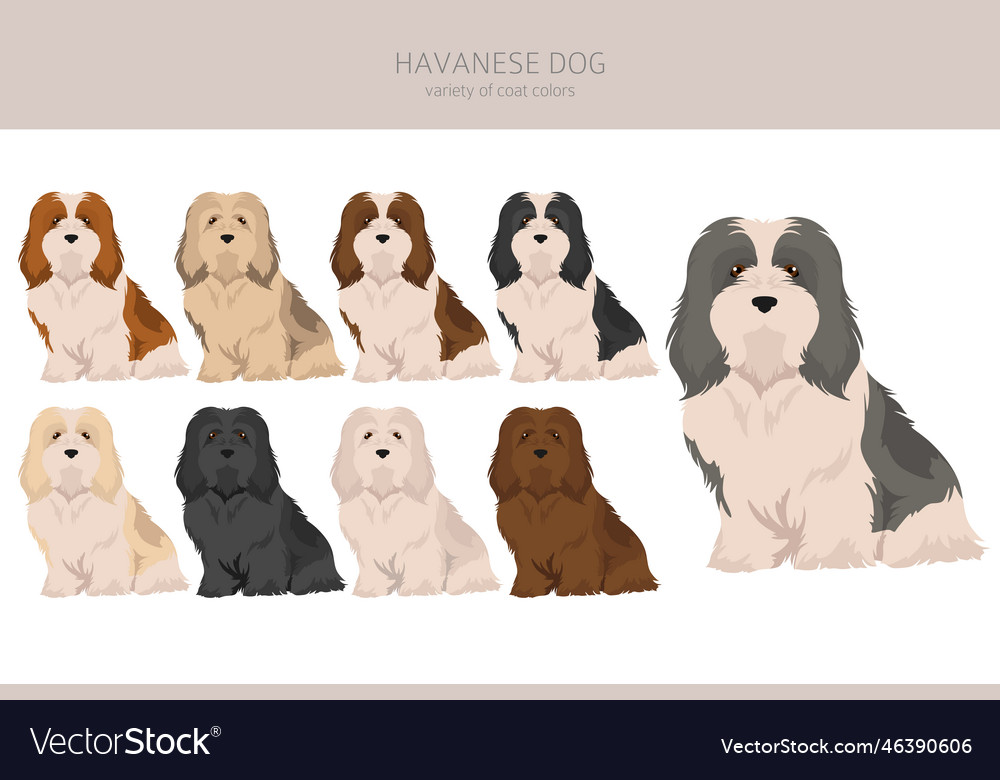 Havanese coat outlet