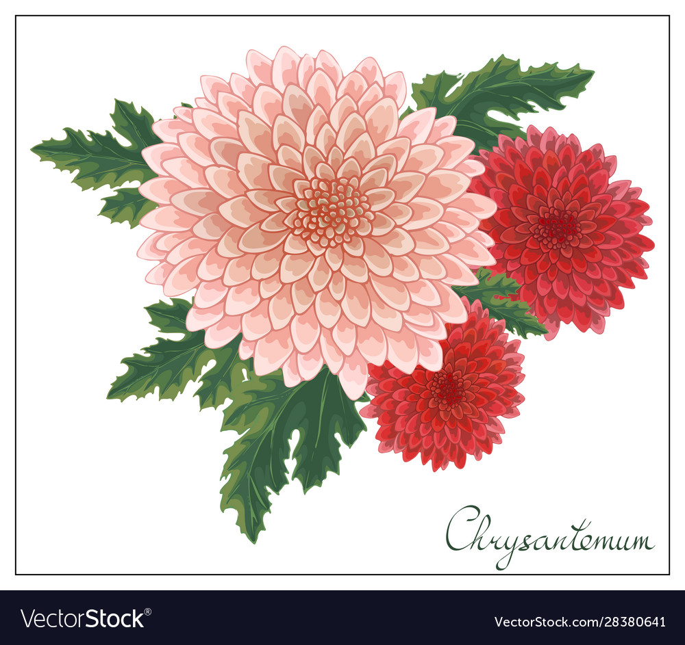 Floral with red and pink chrysanthemums Royalty Free Vector