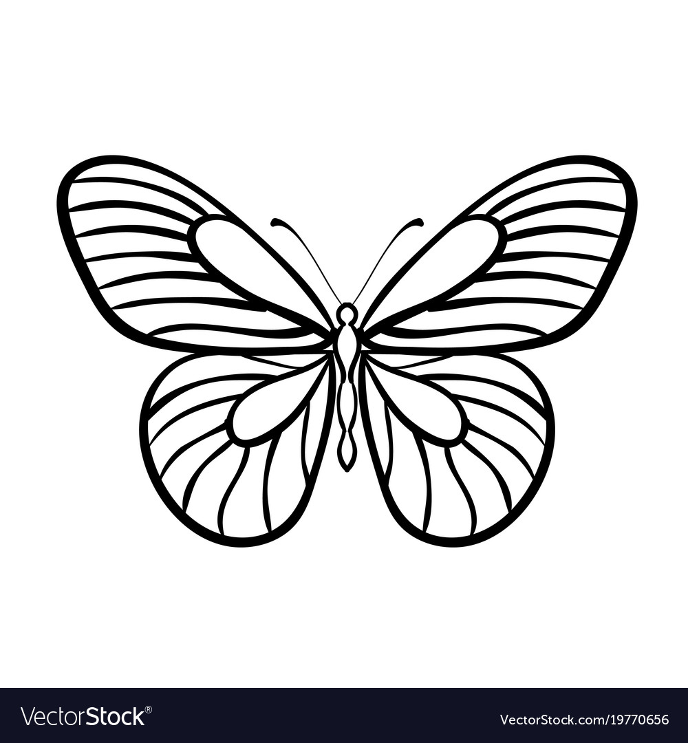 black and white butterfly