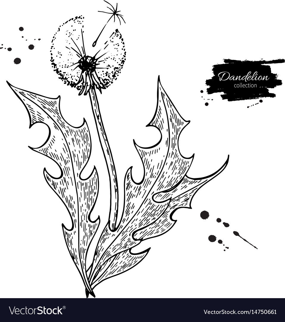 Dandelion flower drawing set isolated wild Vector Image