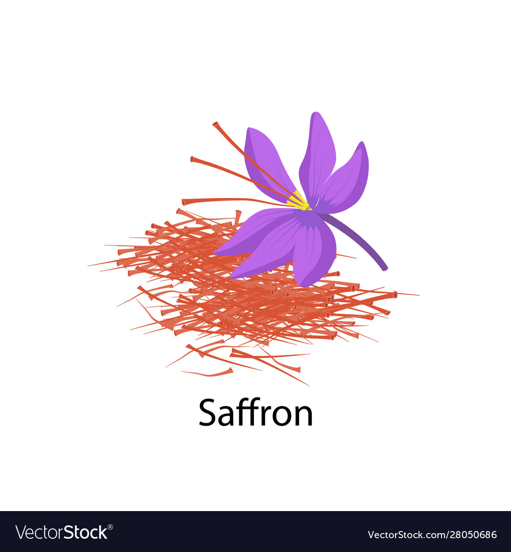 Saffron Flower Spice In Flat Royalty Free Vector Image Saffron Flower Spice In Flat Royalty Free Vector Image