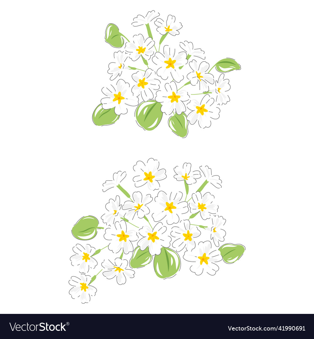 Primrose spring flower botanical hand drawn Vector Image