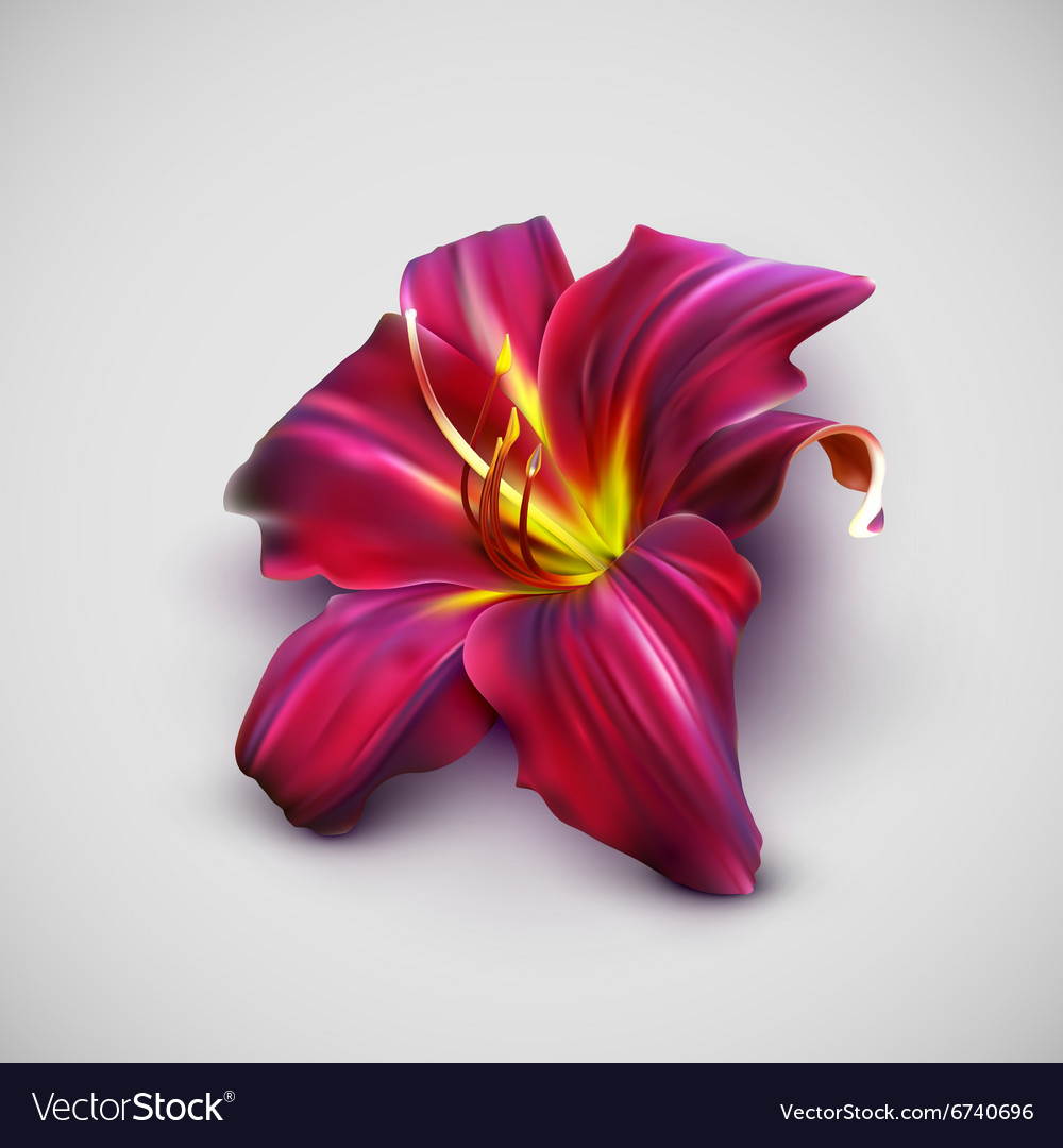 Realistic lily flower Royalty Free Vector Image
