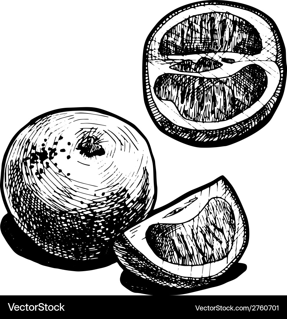 Grapefruit Royalty Free Vector Image - VectorStock