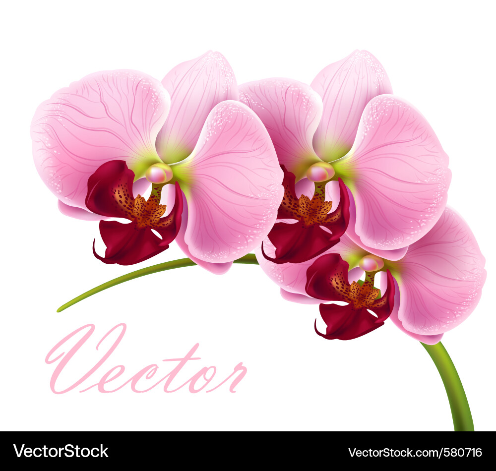 Blossom Royalty Free Vector Image - VectorStock
