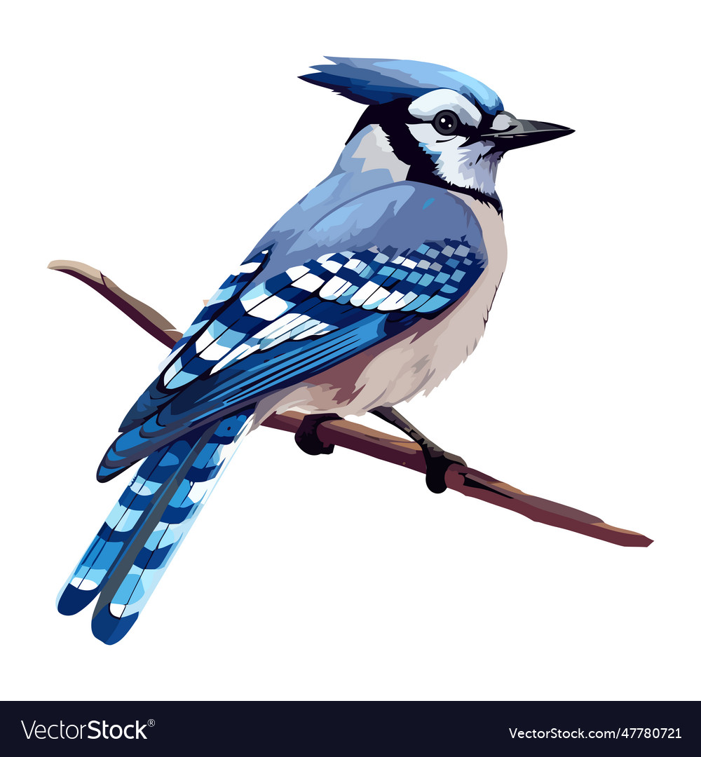 Small blue jay perching on branch Royalty Free Vector Image