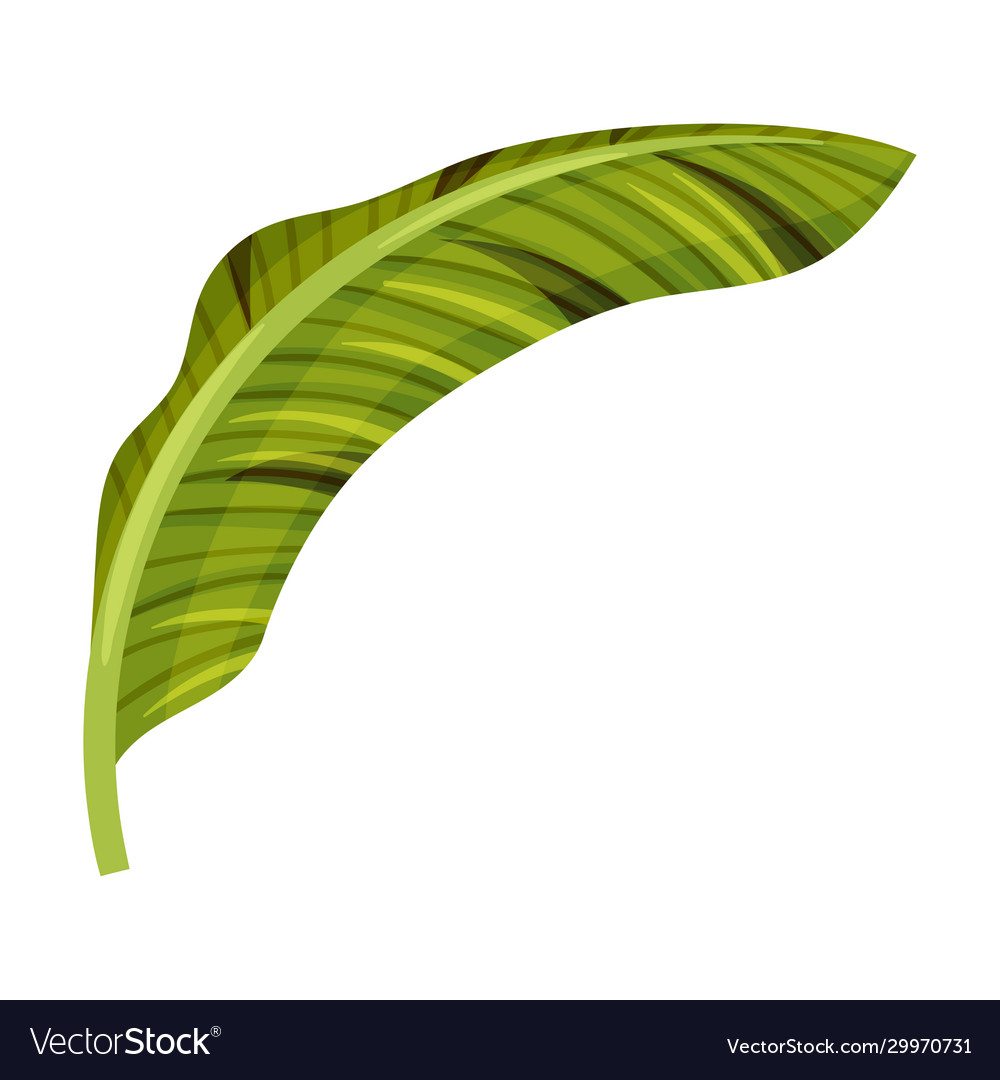 Stylized banana leaf with cross veins Royalty Free Vector Stylized banana leaf with cross veins Royalty Free Vector