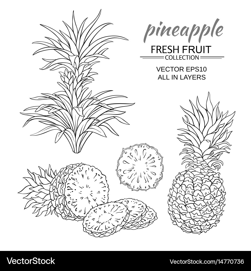 Pineapple set Royalty Free Vector Image - VectorStock