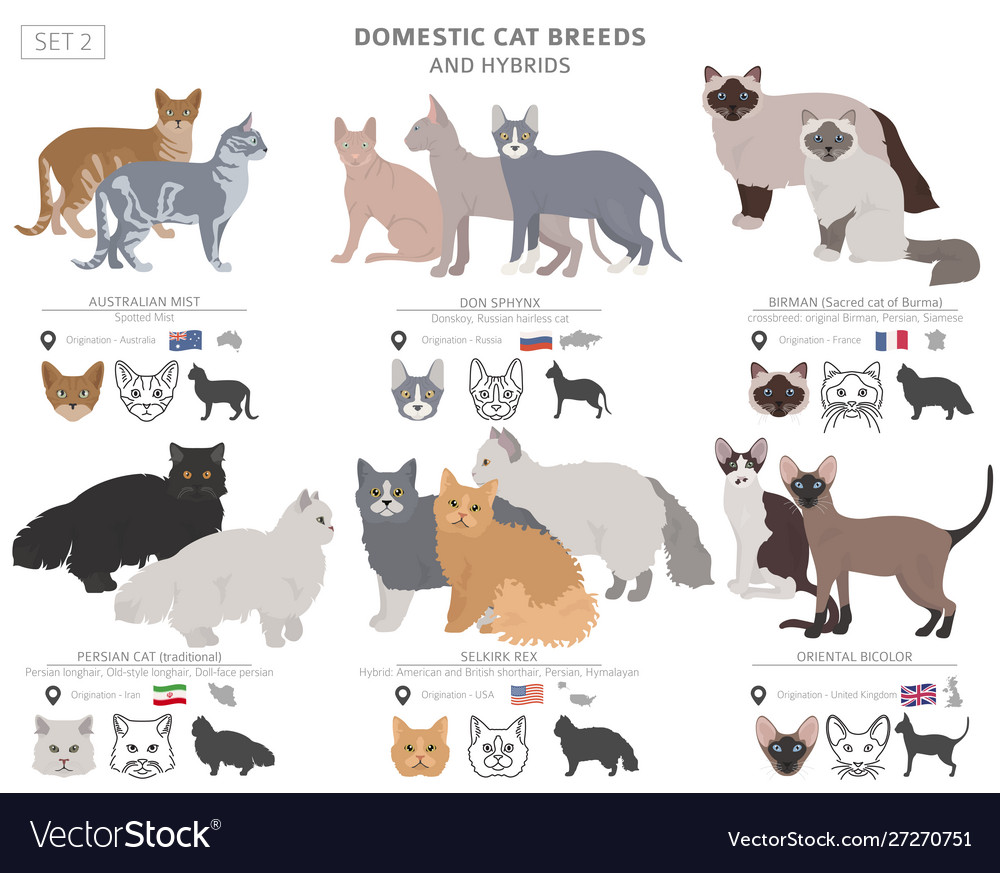 Different Cat Breeds and Their Traits - Katzenworld