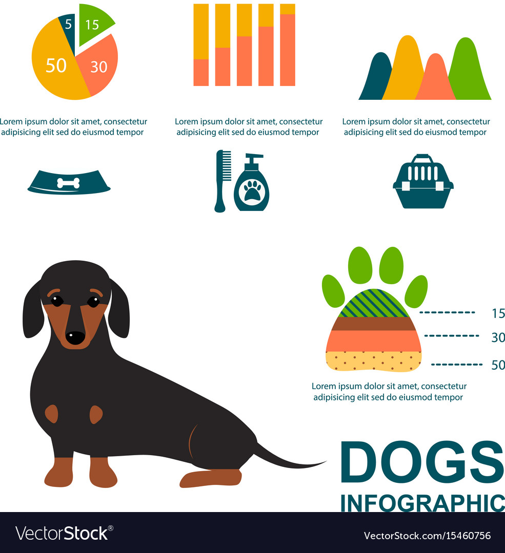 Dachshund Dog Playing Infographic Elements Vector Image