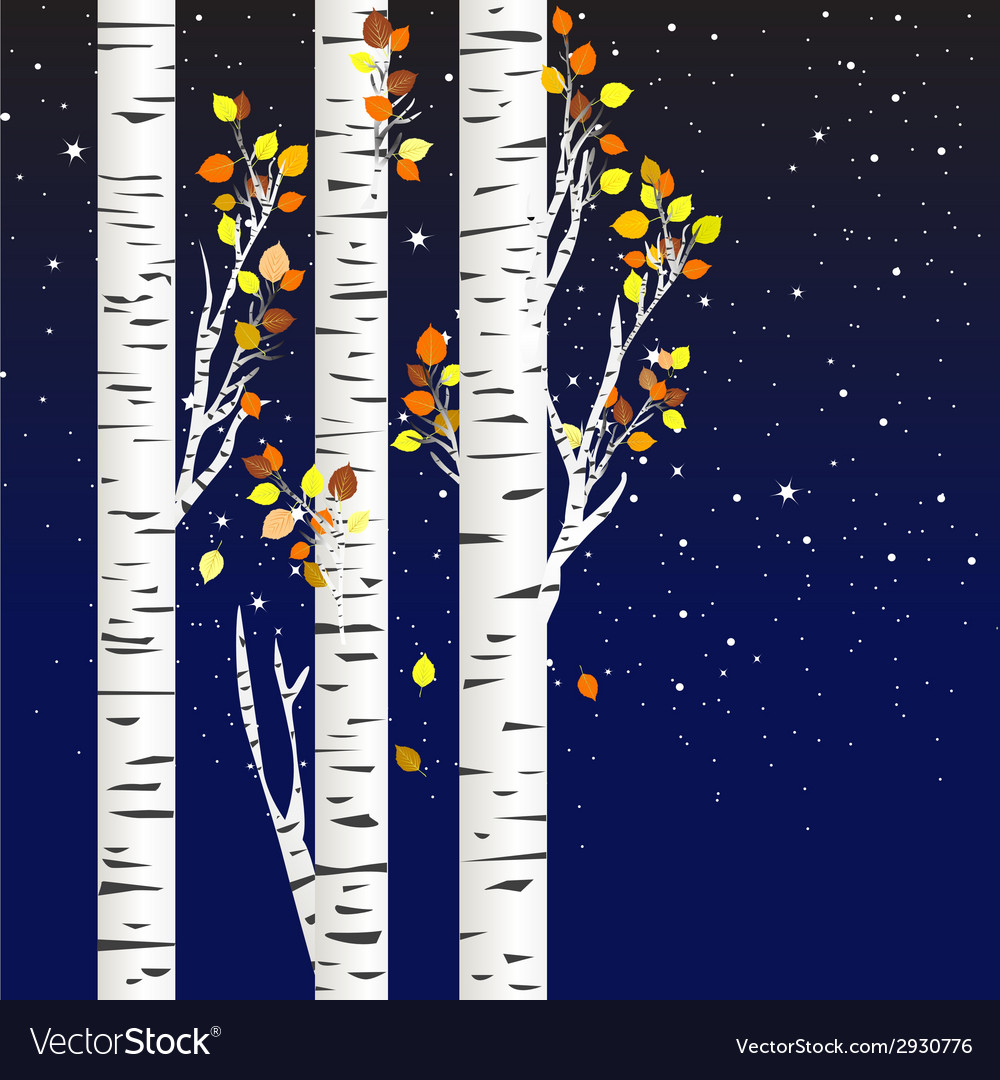 Birch trees in the autumn over a starry night