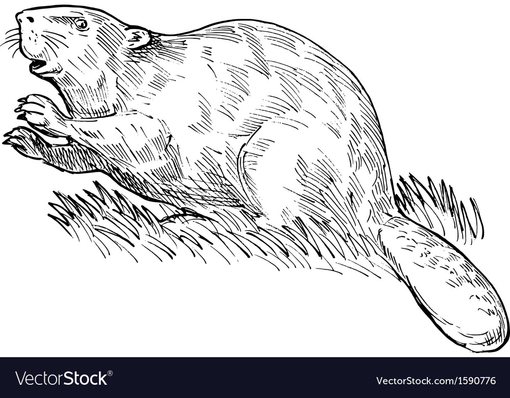 European beaver or eurasian beaver drawing Vector Image