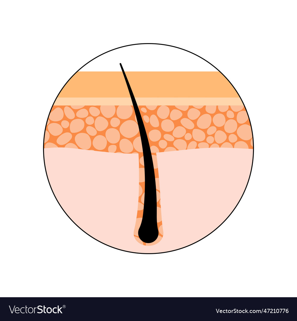 Human hair anatomy Royalty Free Vector Image - VectorStock