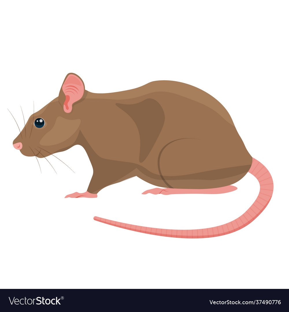 Rat isolated on white background